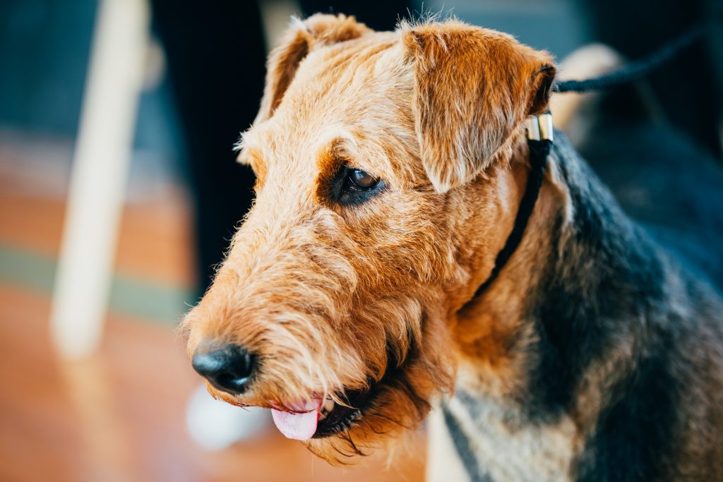 Airedale Terrier for sale