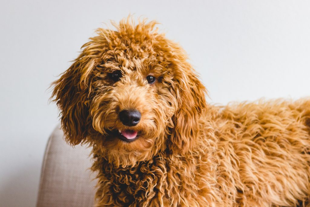 What goldendoodles were bred for
