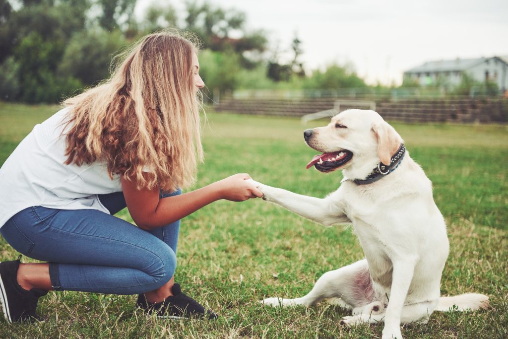 5 best tips know before getting a Labrador retriever