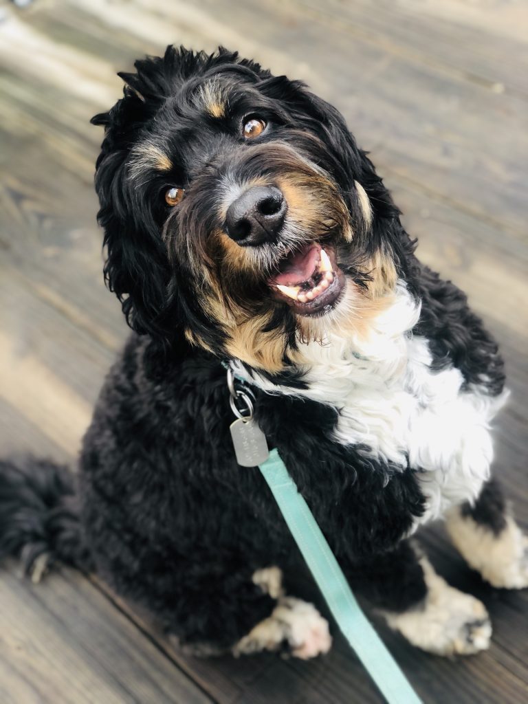 Different types of mini bernedoodle