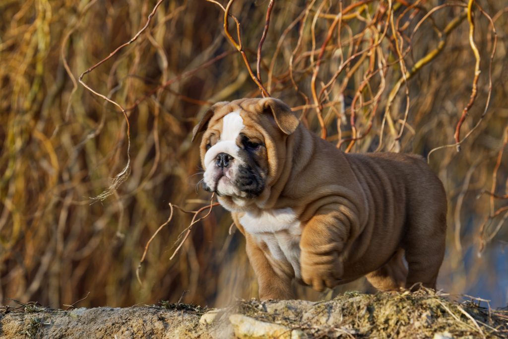 English bulldogs for sale