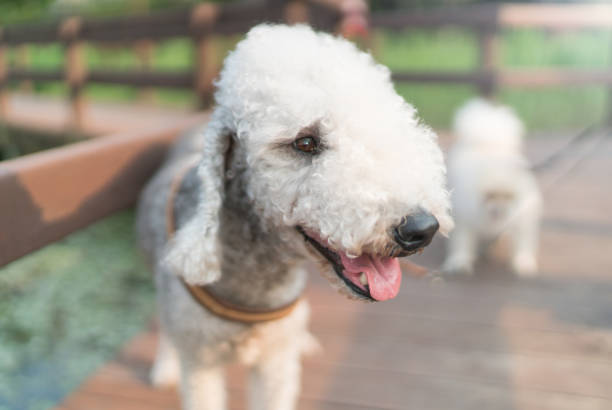 Bedlington terrier for sale