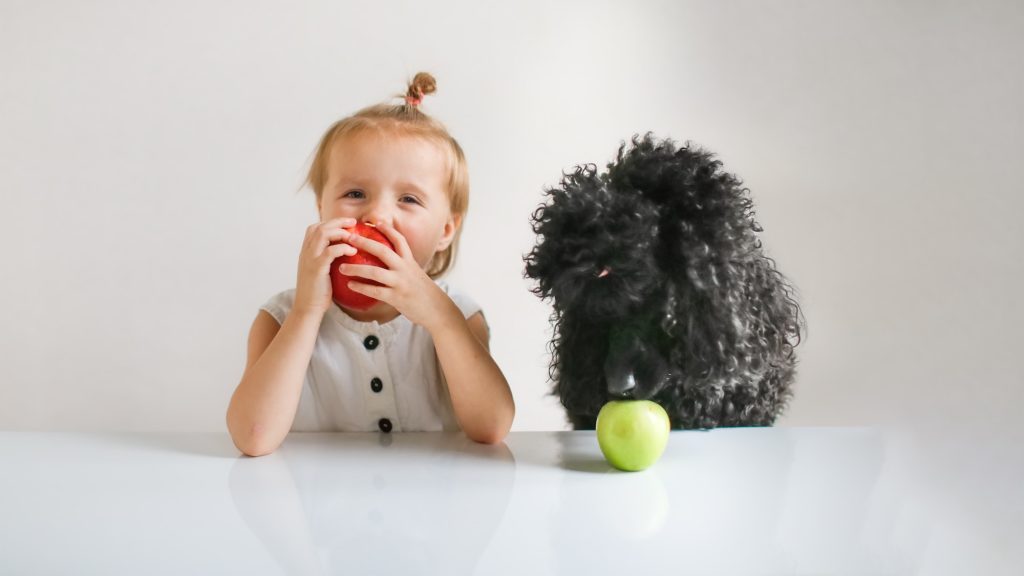 Dog eating apples