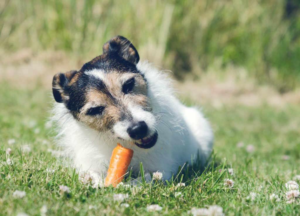 Foods dogs can safely eat: Carrots