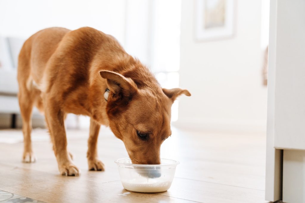 Other safe and healthy good foods for your dog
