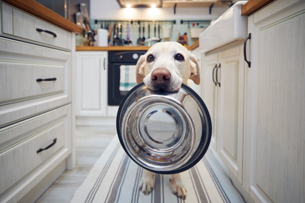 Safe Human Foods for dogs