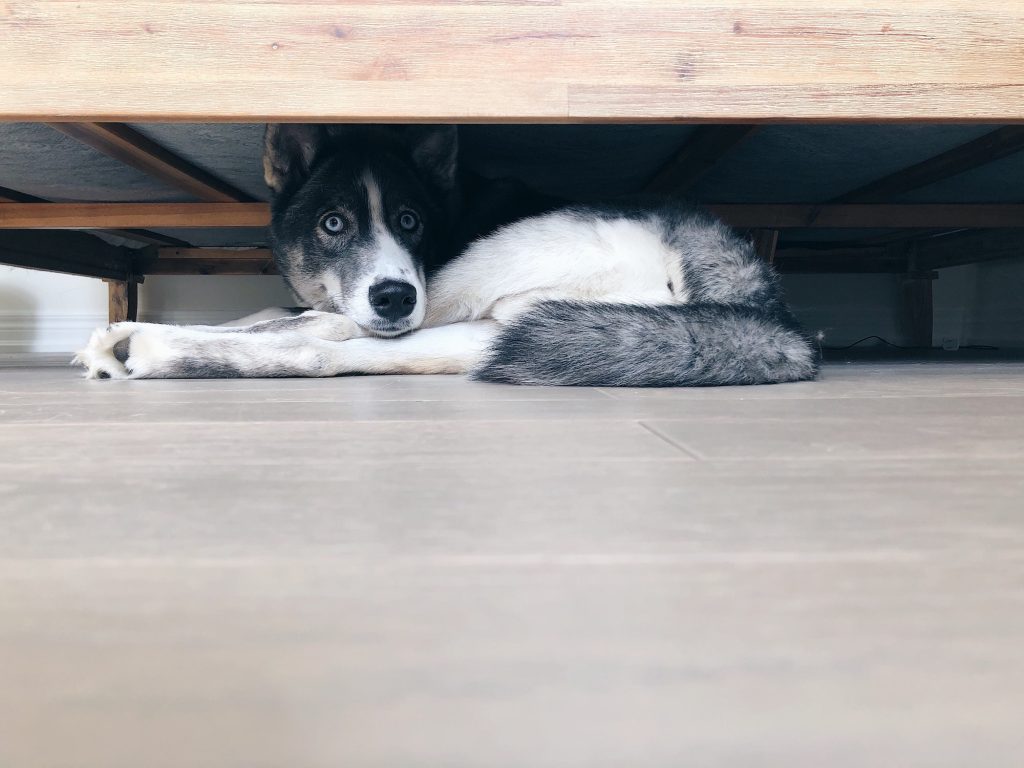 Dog is hiding from trouble under the bed
