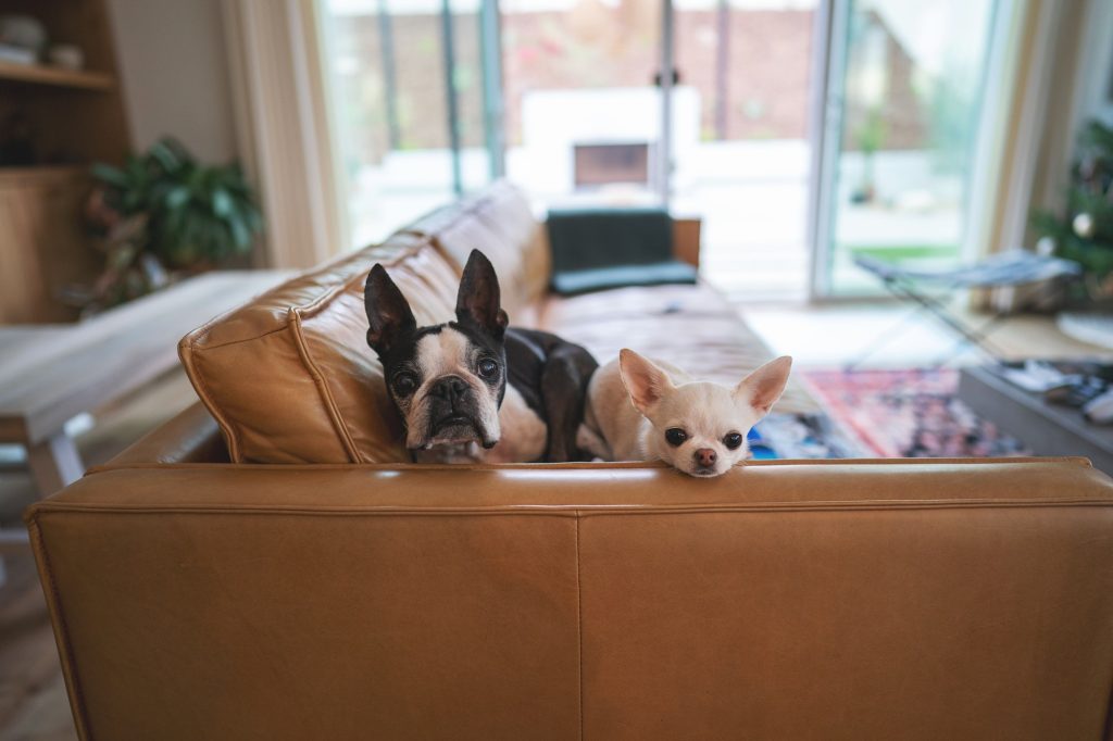 Things to know before getting a french bulldog