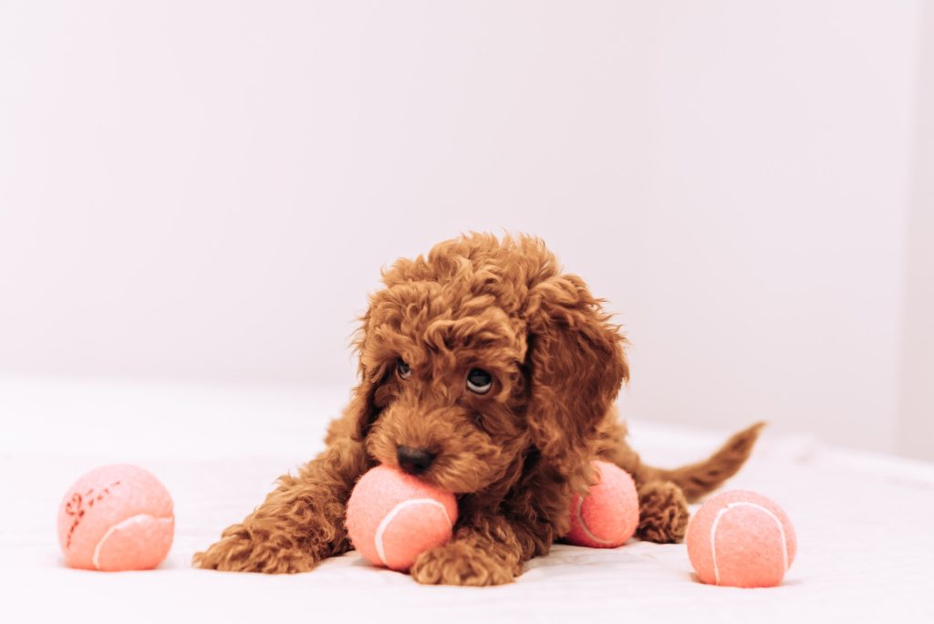 Cute puppy golden doodle playing with tennis balls