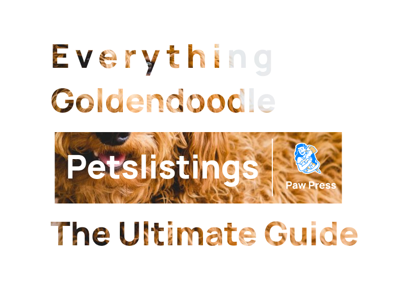 Everything you need to know about Goldendoodles