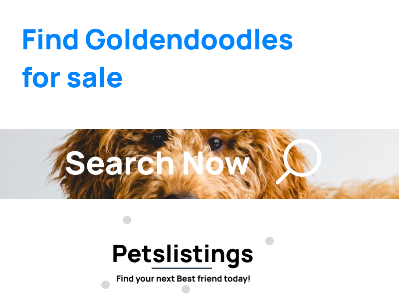 Goldendoodles for sale
