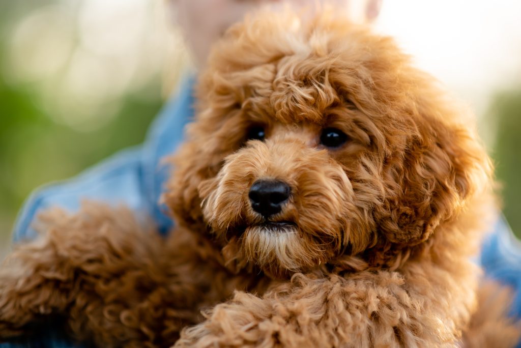 Training a goldendoodle for therapy work