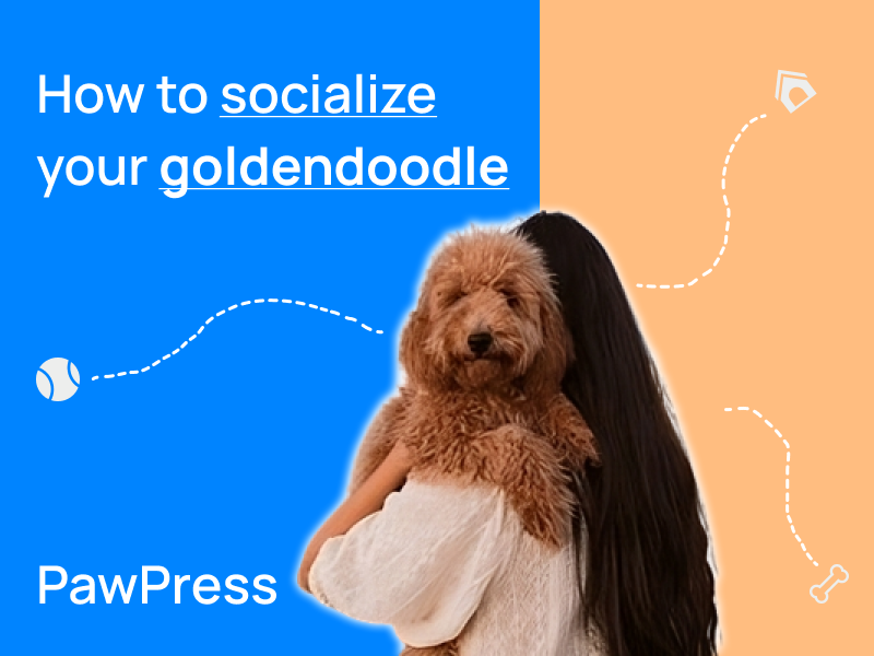 How to socialize a goldendoodle