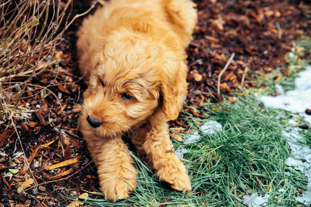 Goldendoodle Cost of ownership