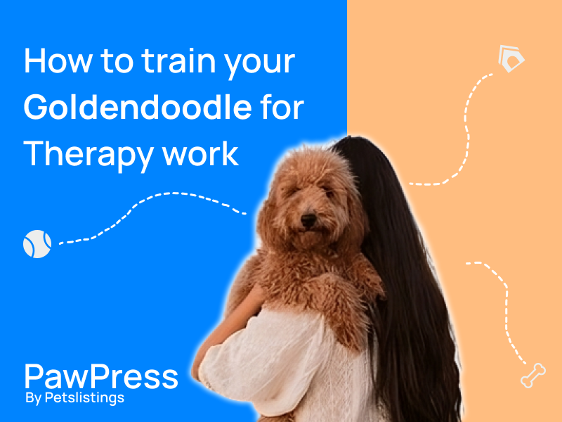 How to train your Goldendoodle Puppy for Therapy dog work